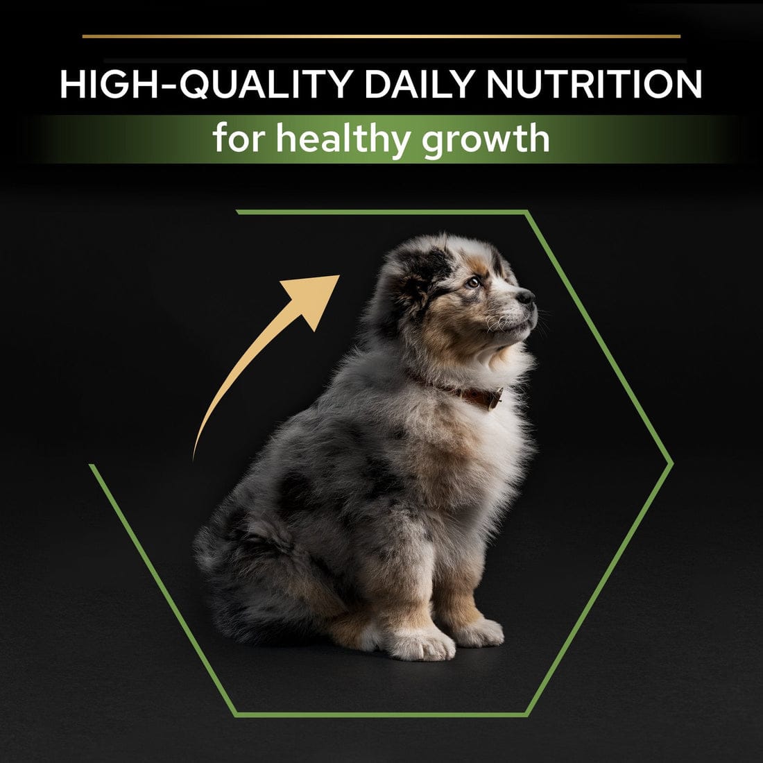 Proplan Medium Puppy Rich In Chicken Dry Dog Food